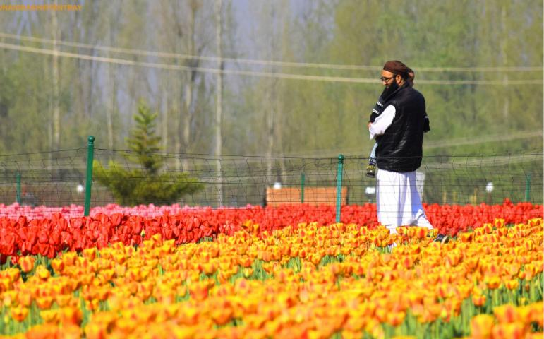 Man Holding Child in a Colourful Tulip Field in Srinagar
