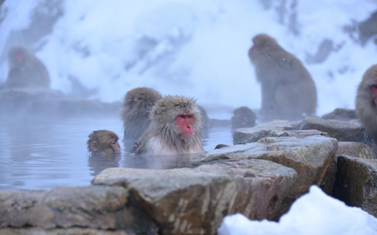Japanese monkeys bathing in an Onsen in Nagano prefecture in Japan in winter