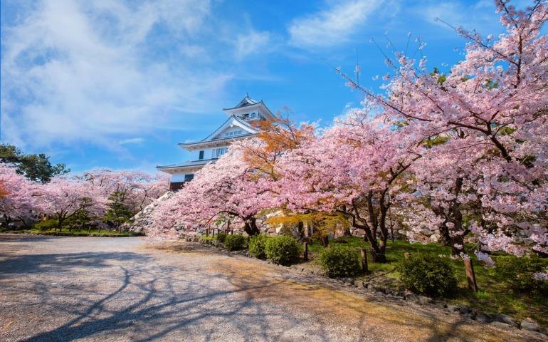 Nagahama Castle in Shiga Prefecture, Japan during full bloom cherry blossom season