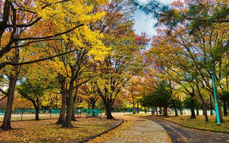 Autumn in Japan - roadsides covered in autumn leaves, ginkgo trees, and metasequoia trees
