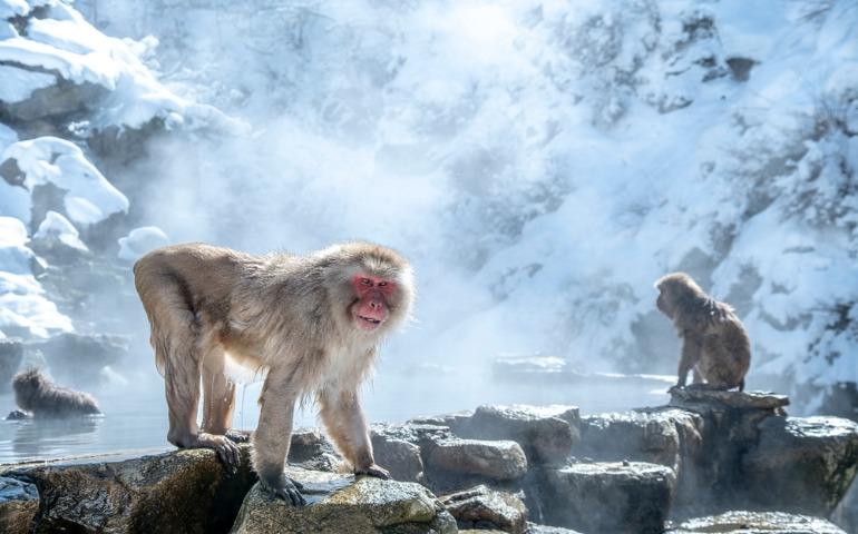 Snow Monkey (Japanese macaque) in the snow, Jigokudani Yaen-Koen Snow Monkey Town, Shiga Kogen, Nagano, Japan.