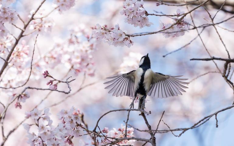 Spring season in Japan