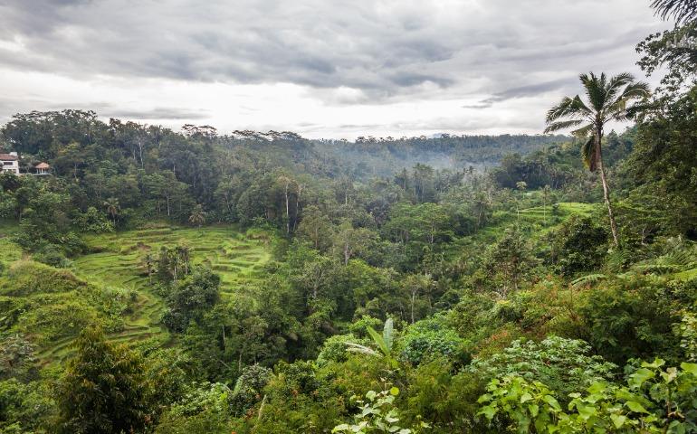 Coffee & Chocolate Plantation in Bali