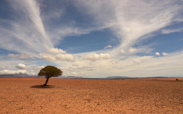 A lone tree standing in the vast desert
