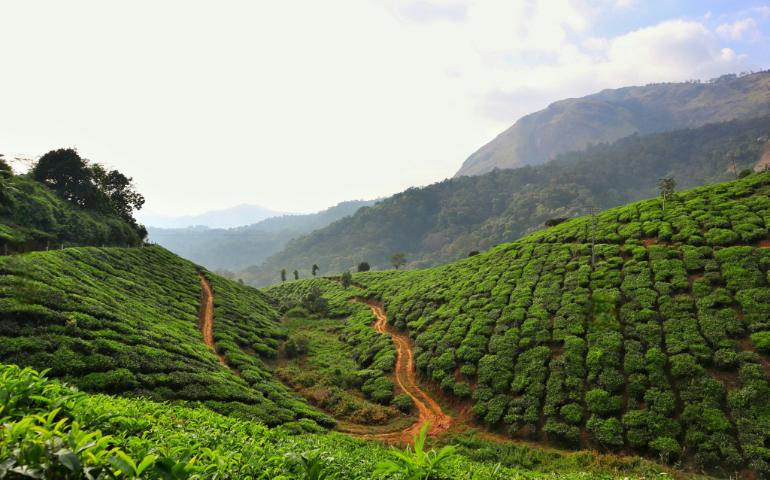 Rainy day in Munnar
