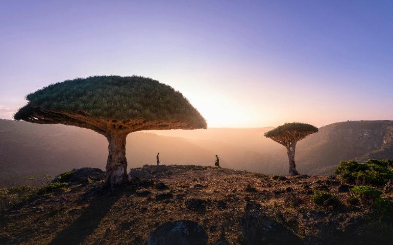 Socotra Island
