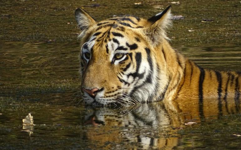 A beautiful tiger in Tadoba, India.