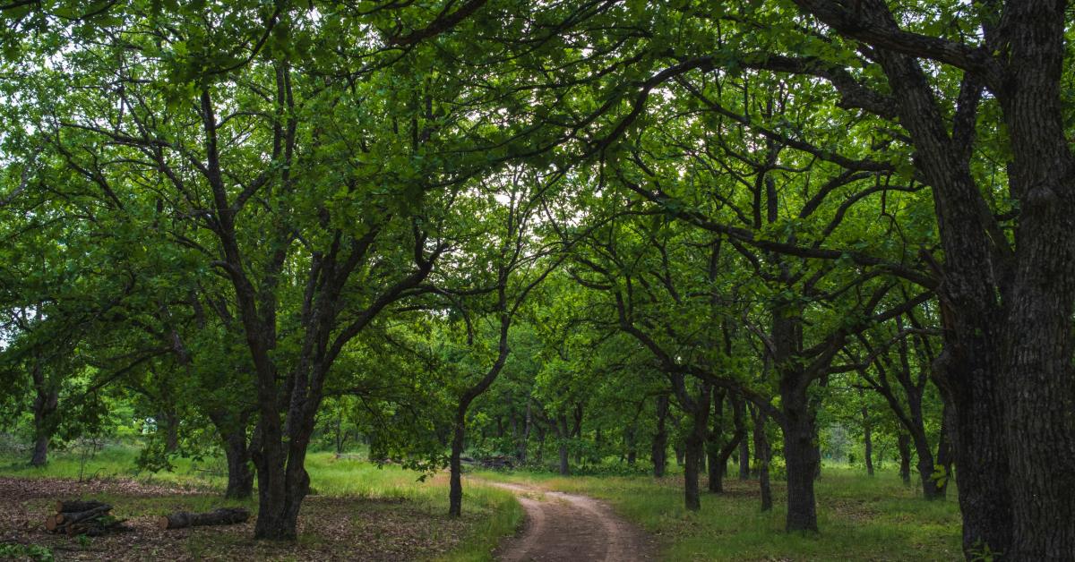 7 Indian Cities With Pleasant Climate You Should Visit in June 2026