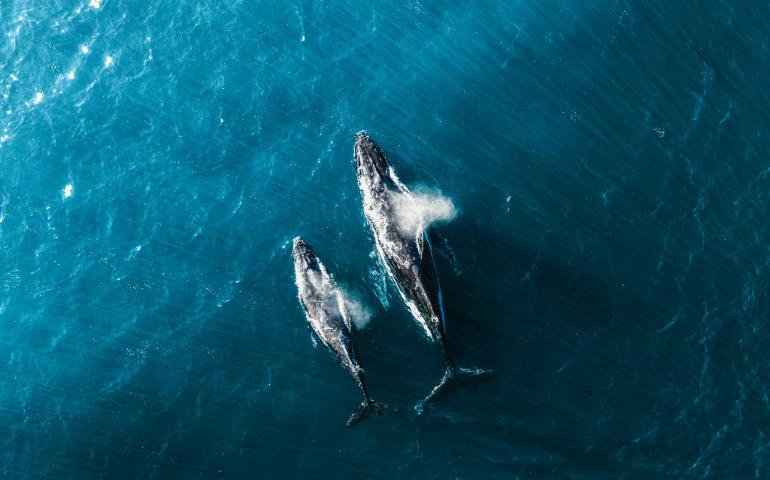 Whales
