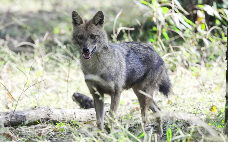 A Golden Jackal in Pench National Park
