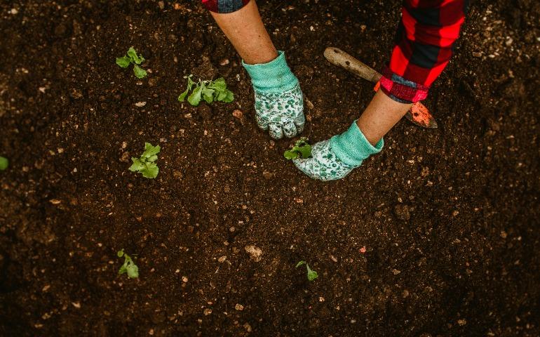 A person planting saplings
Image Credit: Helena Lopes/Pexels 