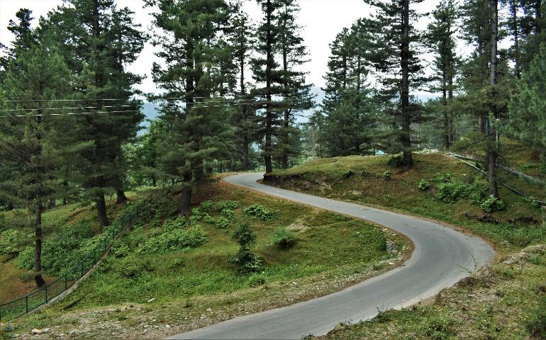 Curving Mountain Road Through a Lush Conifer Forest