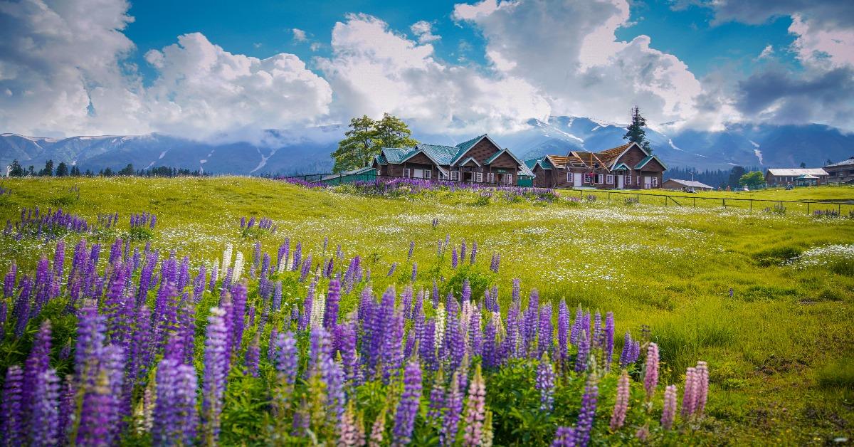 Cottages in Gulmarg, Kashmir, Surrounded by Vibrant Lowers and Mountains.
