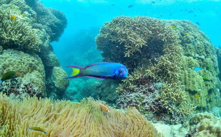 Great Barrier Reef