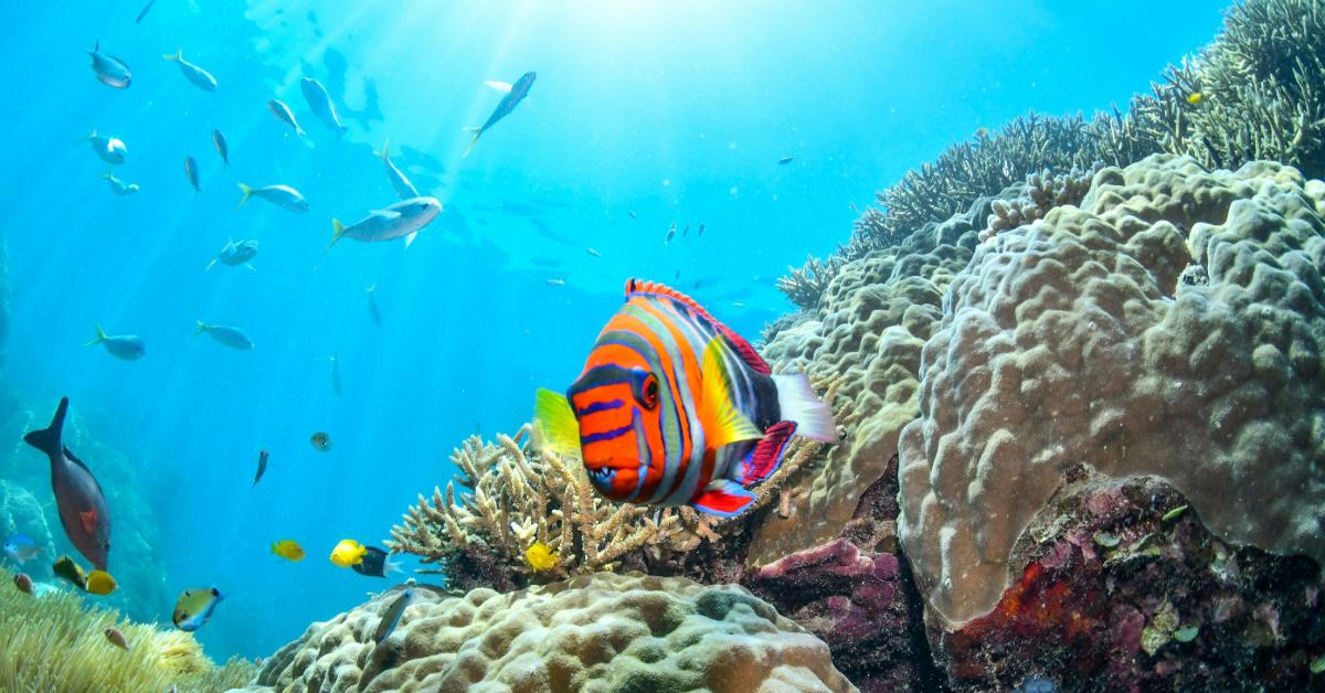 Into the Deep Blue Unknown: Hidden Gems of Oceans in the World
Image Credit: Martins OPO/Pexels