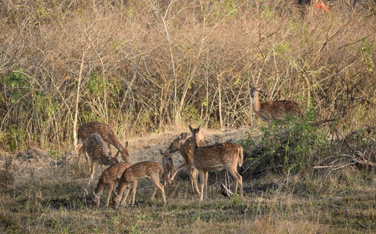 Bandipur, Karnataka, India