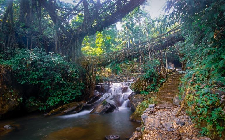 Living root bridge 
