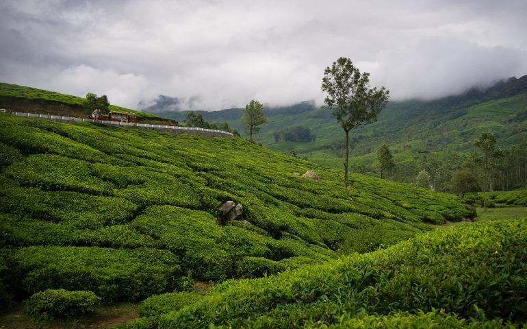 Munnar tea plantations during monsoon
