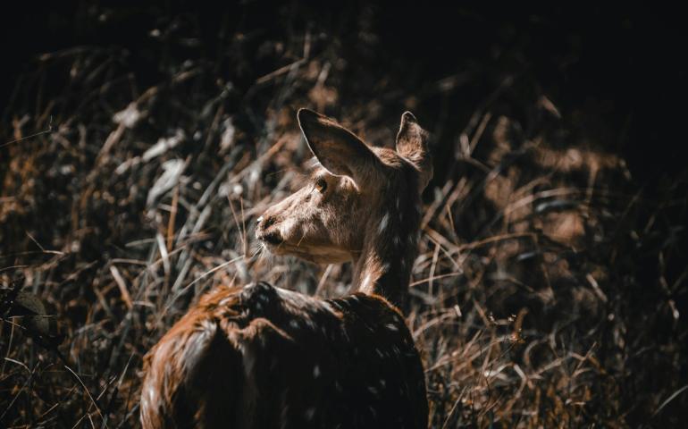 Spotted Chital in National Park