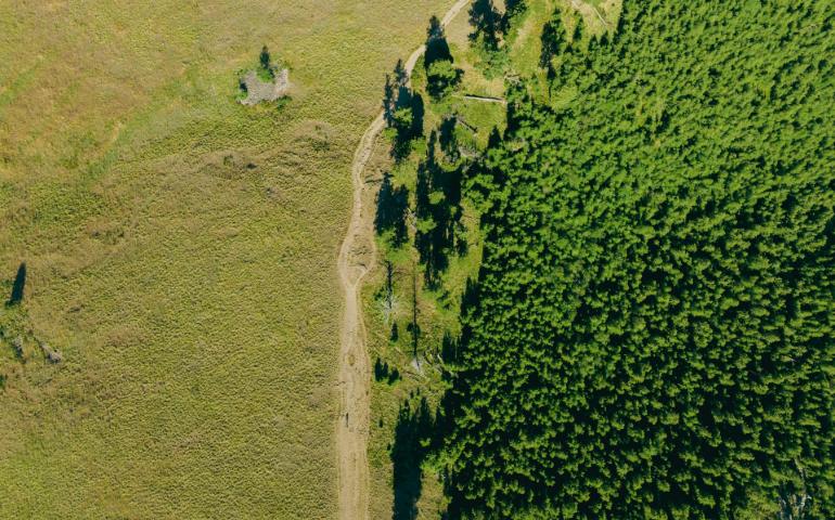 Aerial view of forest
