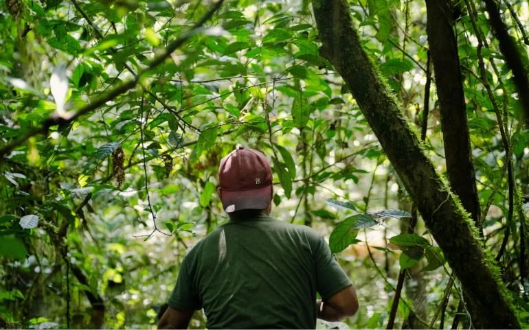 Man walking through a lush forest