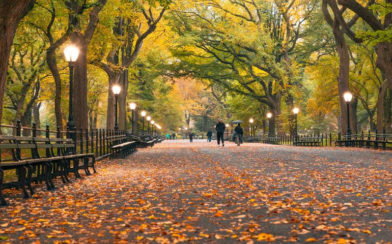 Crunchy leaves fallen on the road in Autum in Central Park, New York City
