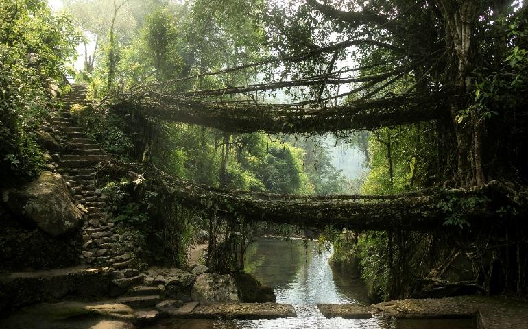 Double-Decker Living Root Bridge