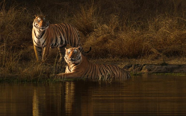 Tigers in their natural habitat at the Bandhavgarh National Park.