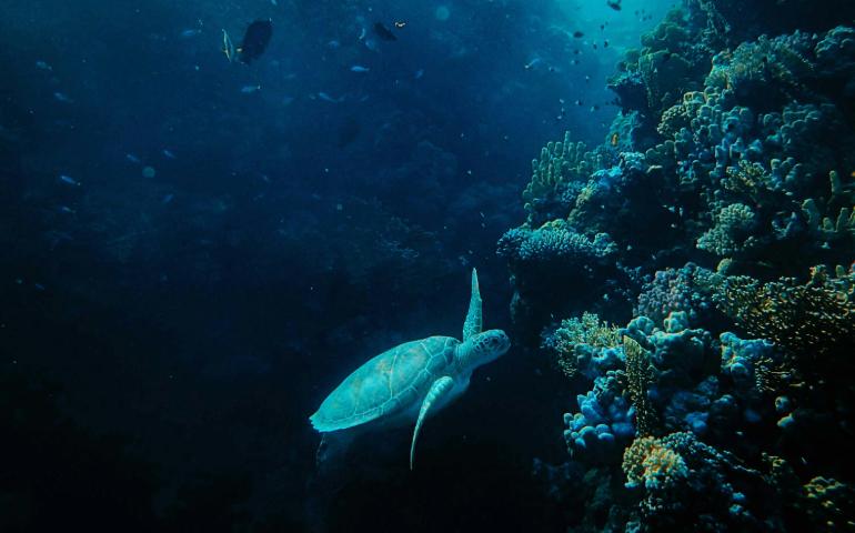 Gray Turtle in the Sea
