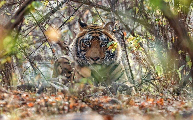 Ranthambore National Park