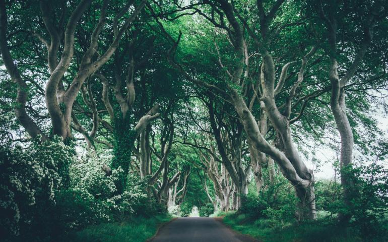 The Dark Hedges, Bregagh Road