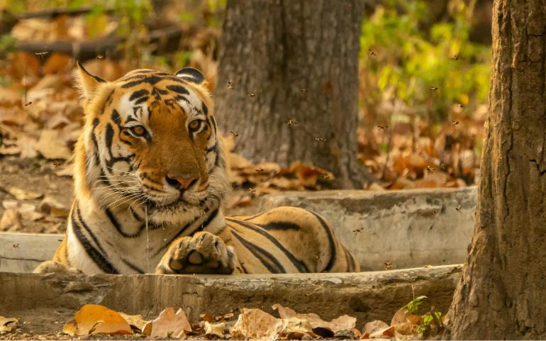 Tiger bothered by bees, Kanha National Park