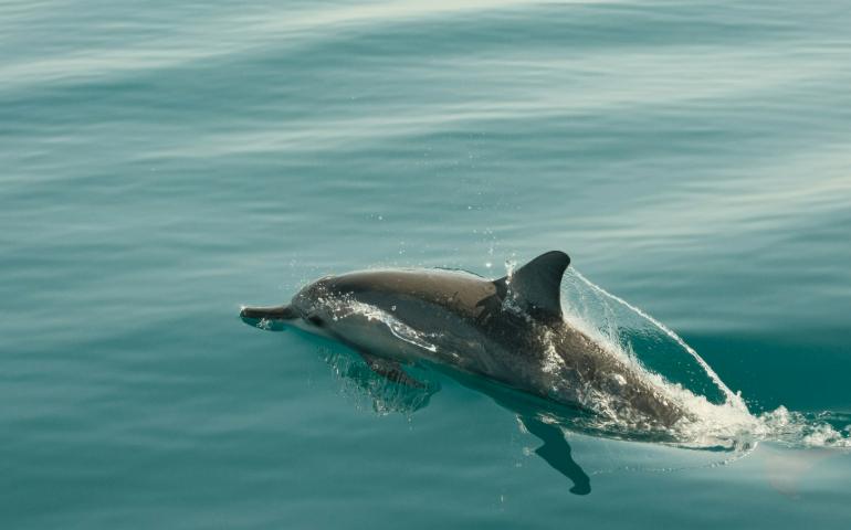 A dolphin is swimming in the water