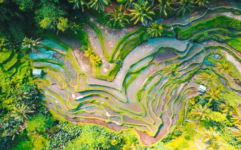 Tegallalang Rice Terrace, Indonesia
