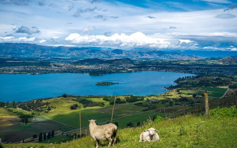 Sheep in New Zealand
