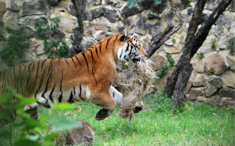 Tiger running here and there