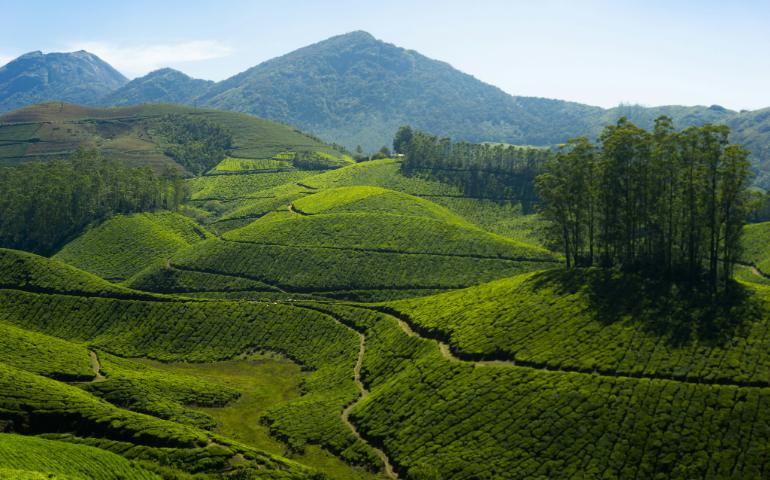 Munnar tea garden