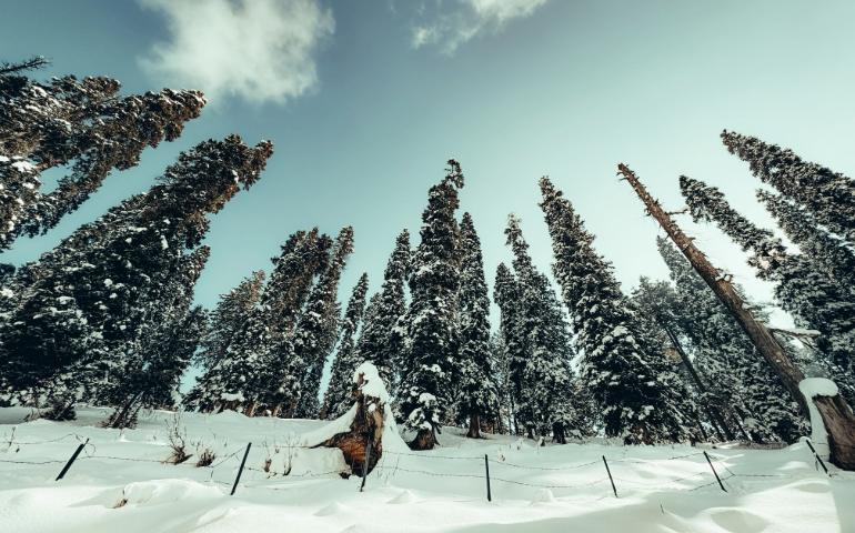 Snow-Covered Trees in a Serene Winter Forest Under a Clear Sky