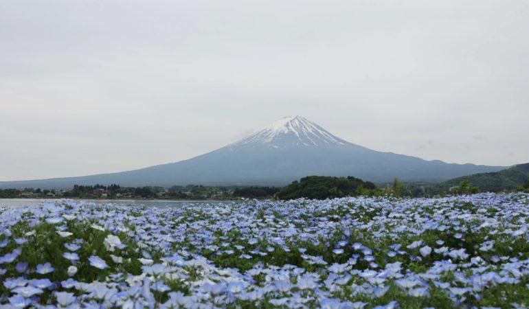 Flowers near Mountain
Image Credit: Bruce Lin/pexels
