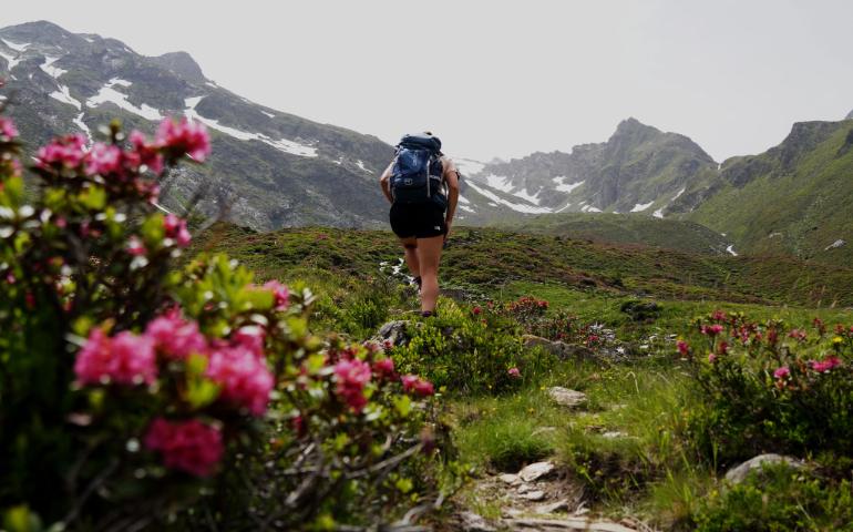 A Lone Hiker with a Backpack Traversing a Scenic Alpine Path Surrounded by Blooming Flowers.
