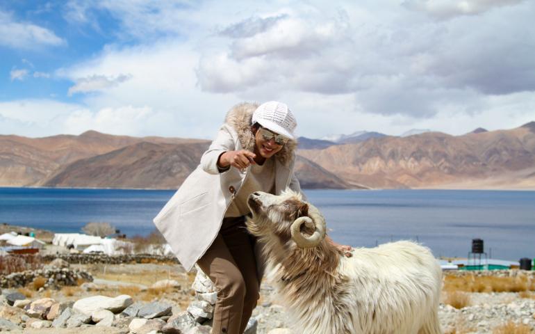 Joyful moment captured by Pangong Lake in Leh featuring a woman and a ram.