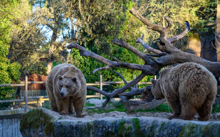 Two Brown Bears in a Natural Habitat