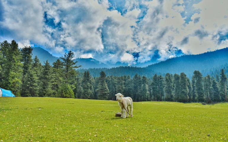 A Serene Sheep in a Lush Green Meadow with a Forest and Mountains in the Background