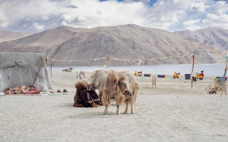 Yaks resting near Pangong Lake with scenic mountains in Ladakh, India.