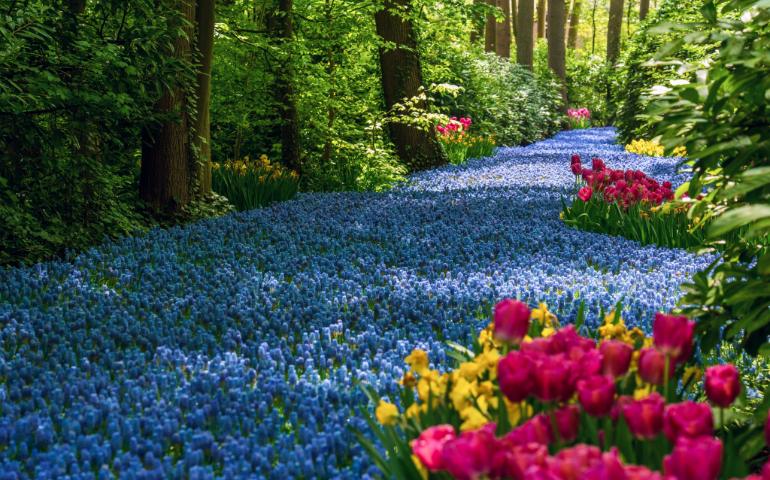 A Serene Forest Path Lined with Flowers
