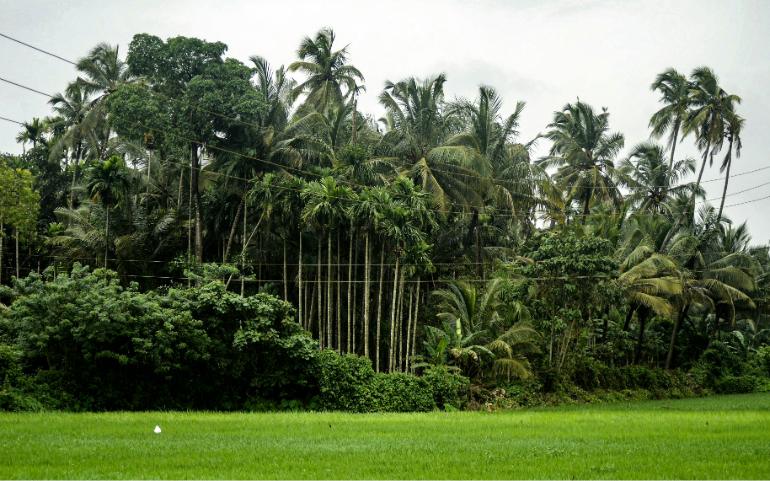 Goa in Monsoon 
