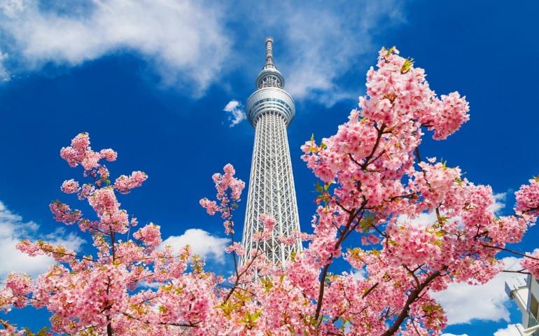 The famous Tokyo Skytree during Spring, Tokyo, Japan