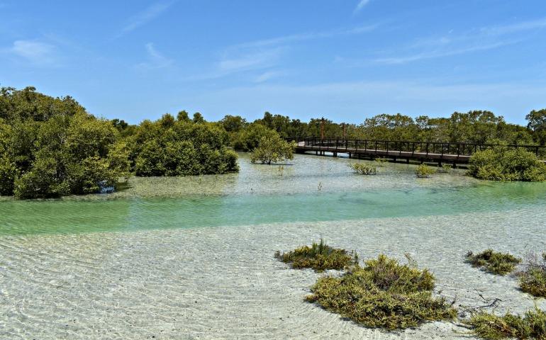 Mangrove view at Jubail Park in Abu Dhabi