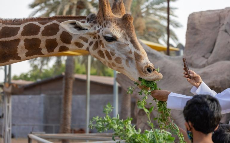 Travellers feeding a giraffe at Emirates Park Zoo, United Arab Emirates