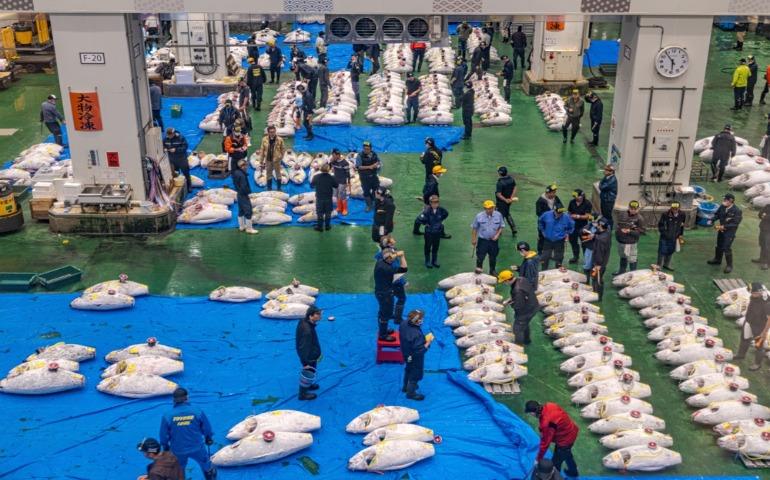 A tuna auction at Toyosu Market, Tokyo